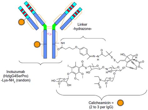 Inotuzumab Ozogamicin Uses Interactions Mechanism Of Action