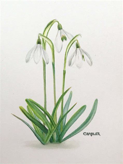Snowdrops 2020 Watercolour By Charlotte Ambler Beautiful Paintings