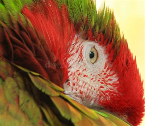 Rainbow Macaw Exotic Bird Amazon Parrot Species Stock Photo Image
