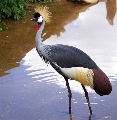 Featured Animals East African Crowned Crane Cmzoo