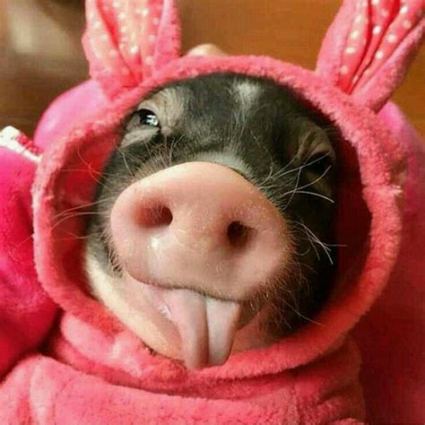 Cute Piglets Cute Animal Videos Funny Animal Pictures Cute Little