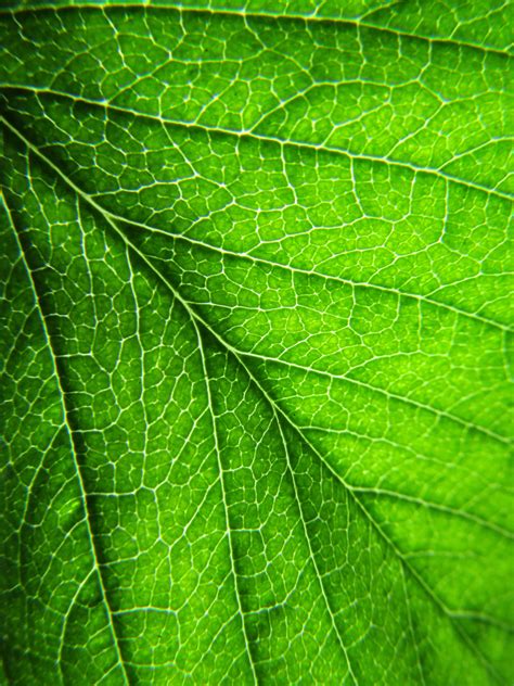 Free Images Nature Branch Flower Botany Leaves Macro Photography