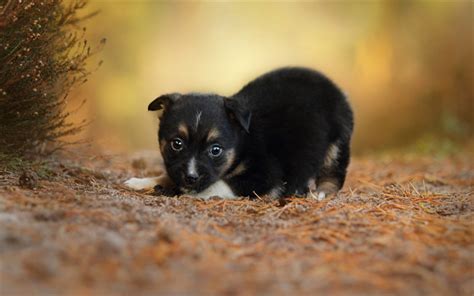 Download Wallpapers Little Black Puppy Forest Little Cute Animal
