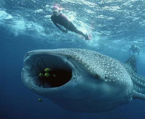 Earthmanpdx Hanging Out With Whale Sharks
