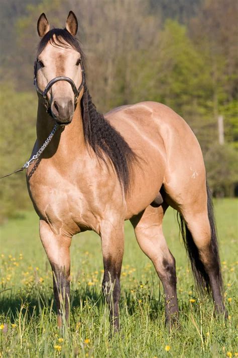 13 Fastest Horse Breeds In The World 2023