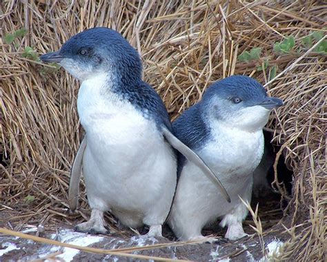 Photos From Posts Penguins Weird Animals Penguin Species