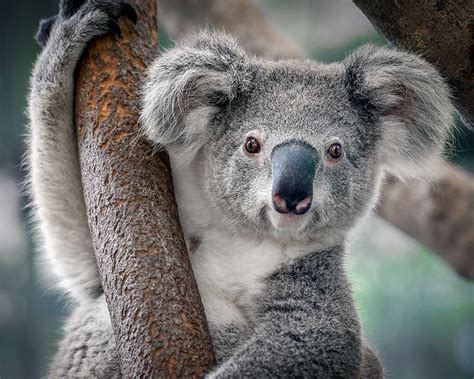 Australia Animal Cute Discover The Cutest Animals In Australia