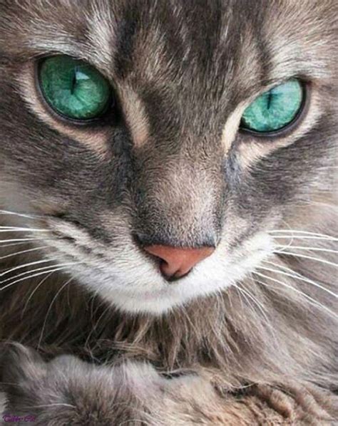 Image Grey Tabby Cat With Green Eyes Brown Tabby Cat With Blue In 2020