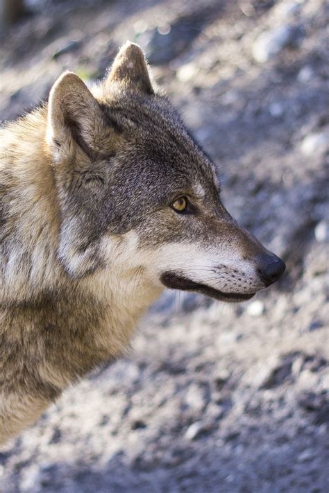 Wolf Canis Lupus Predator · Free Photo On Pixabay
