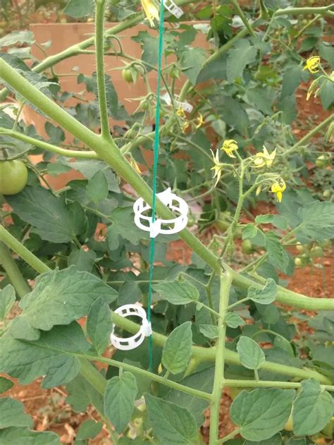 Free Sample Biodegradable Pla Tomato Plant Lock Clips For Fixed Tomato