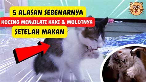 Alasan Kucing Setelah Makan Menjilati Kaki Dan Mulutnya Belajar Bahasa Tubuh Kucing Youtube