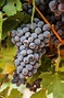 Barbera: what it tastes like, the best winemakers, and more