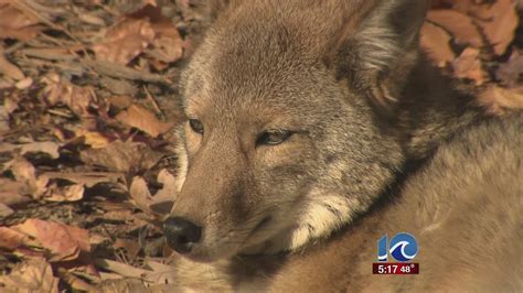 Officials Warn Of Coyote Sightings In Virginia Beach Youtube
