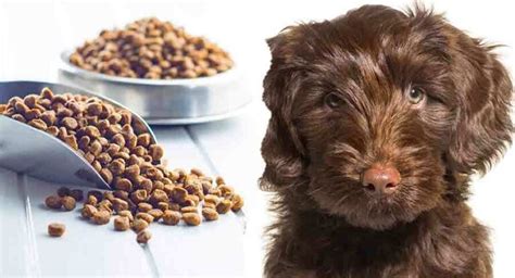 Feeding Your Labradoodle Puppy Schedules Routines And Amounts