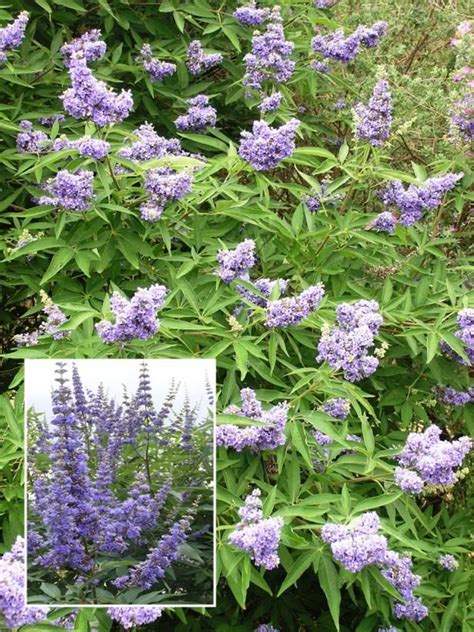 Maybe you would like to learn more about one of these? Low-Maintenance Plants and Dwarf Shrubs | HGTV VITEX (TREE ...