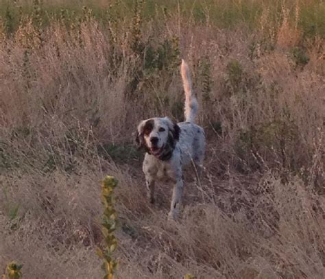 See more of michigamme english setter club, rescue program on facebook. ENGLISH SETTER PUPPIES - HUNTING/FAMILY DOGS
