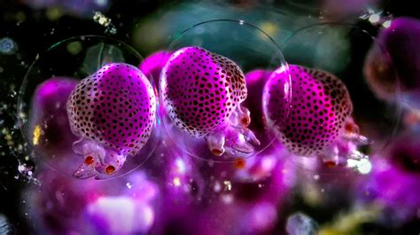 Super Macro Photos Reveal The Magical World Of The