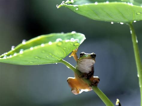 Cute Frog Desktop Wallpaper Wallpapersafari