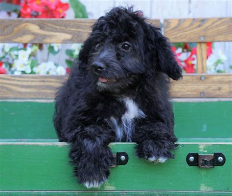 Mini Aussiedoodle For Sale Millersburg Oh Male Ian Ac Puppies Llc