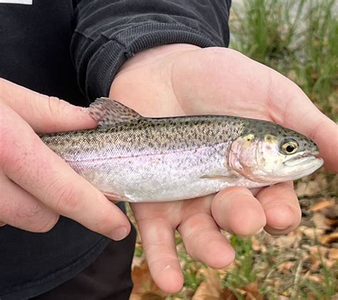 Tpwd Trout Stocking Program Keeps Anglers Busy All Winter Long Tpr