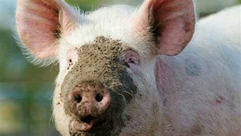 Pin By Jacque Brown On Pigs Baby Pigs Pig In Mud Pig