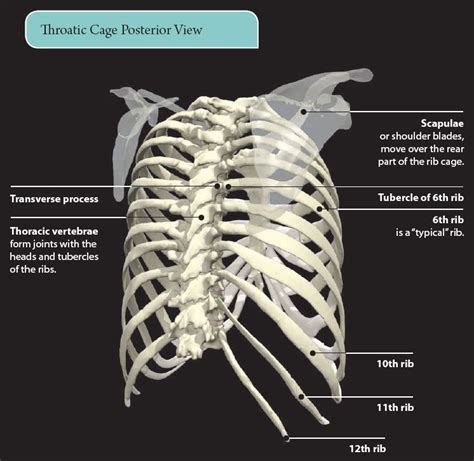 Rib Cage Anatomy Posterior View Thoracic Wall Anatomy E Lab