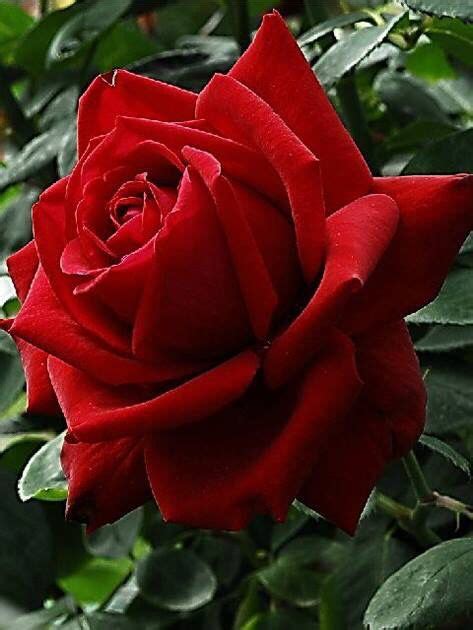 Pin By Galal Ahmad On Mis Rosas Beautiful Rose Flowers Beautiful Red