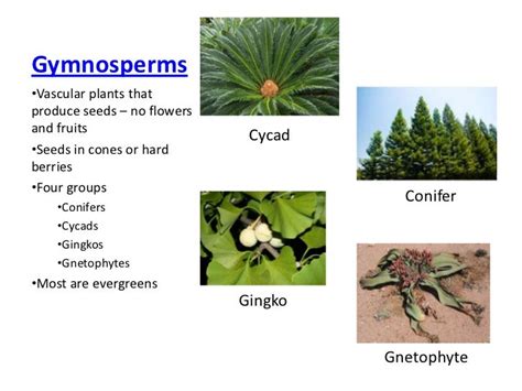 Gymnosperms And Angiosperms