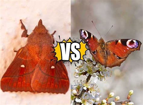 Moths And Butterflies Understanding The Differences