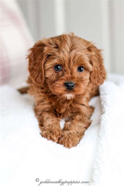 6,941 likes · 206 talking about this · 13 were here. Our Puppy Album - Cavapoo Puppies for Sale - Golden Valley Puppies, Cavapoo Puppies, King ...