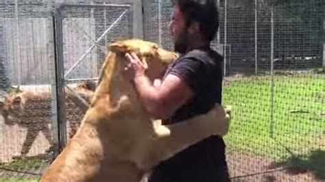Video Lioness Reunited With Man Who Adopted Her As A Cub