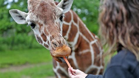 Indianapolis Zoo 7 Ways To See The Animals Up Close