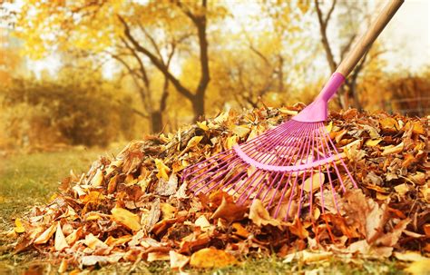 3 Benefits Of Raking Leaves Off Your Lawn Anthony Landscapes
