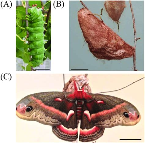 Life Cycle Of Cecropia Silk Moth Examined In This Study Late Fifth
