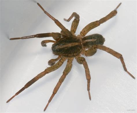 Types Of House Spiders In Florida Onewrldvision