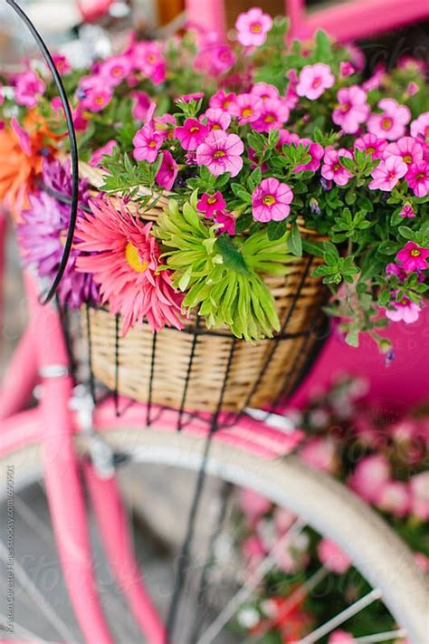 Close Up Of A Cruiser Bike Basket Full Of Colorful Flowers Download