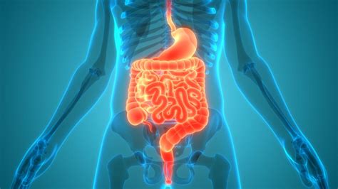 Your Gut Microbiome And Your Health Theres A Connection New Earth Blog