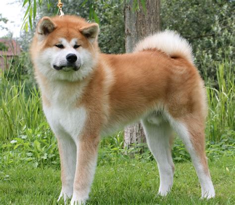 Akita Inu American Akita Dog Akita Dog Dog Breeds