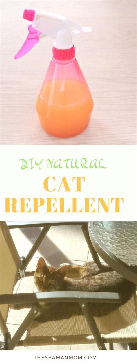 Cat repellents can keep cats away from forbidden areas. DIY NATURAL CAT REPELLENT - Tired of being frustrated with ...