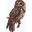 Spotted Owl Cartoon Vector Clipart  FriendlyStock