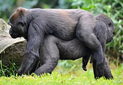 Free Download Funny Gorilla Hd Wallpapers 2013 600x417 For Your