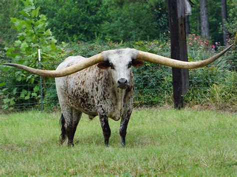 Humongous Horns Texas Longhorn From Alabama Sets Guinness World Record