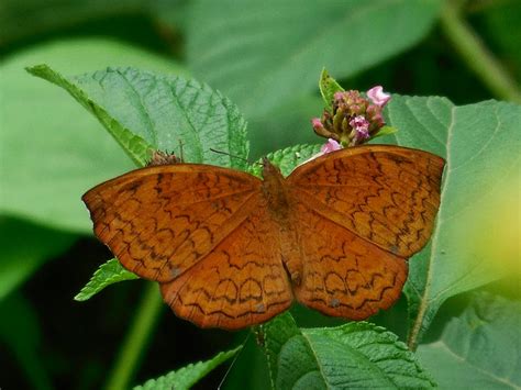 Dark Brown Butterfly Photograph By Varun M