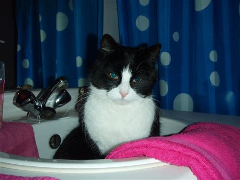 Cat In The Bathroom Free Stock Photo Public Domain Pictures