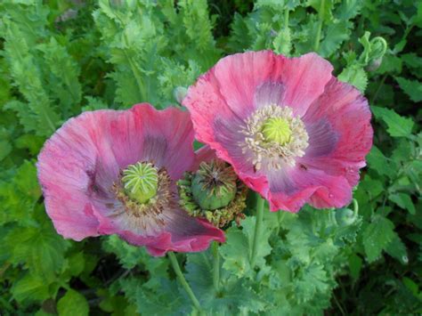Hens And Chicks Poppy World Seed Supply