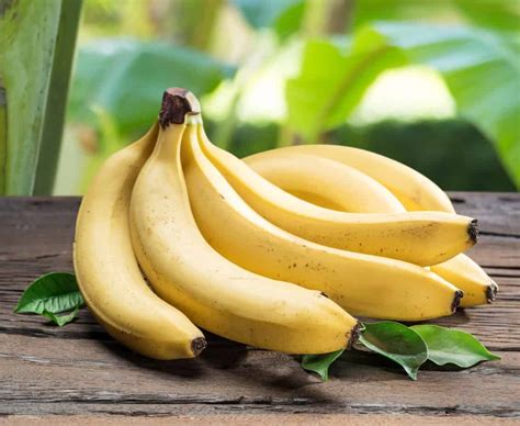 The 13 Different Types Of Bananas You Can Eat And Enjoy Home Stratosphere