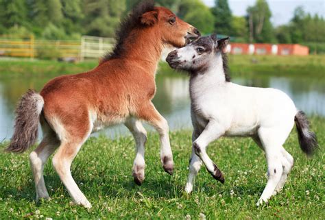 Discover The Top 20 Rarest Horse Breeds Pets Tutorial