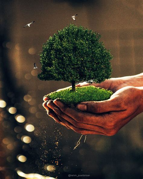 Two Hands Holding A Small Green Tree