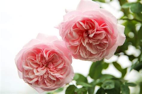 Liệu nghệ sĩ hồng vân và nghệ sĩ hoa hạ sẽ có phản hồi thế nào đây? Hoa Hồng Cổ Vân Khôi - Loài Hoa Cổ Quý Hiếm Tại Việt Nam