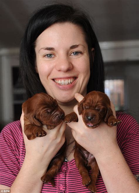 Romy The Irish Setter Gives Birth To Huge Litter Of 15 Puppies Daily